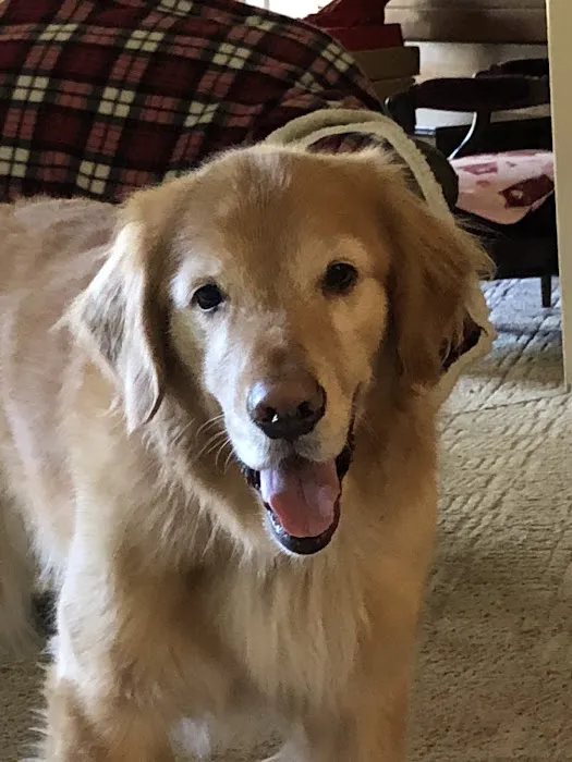 VCA Northeast Animal Hospital 1