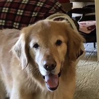 VCA Northeast Animal Hospital ico