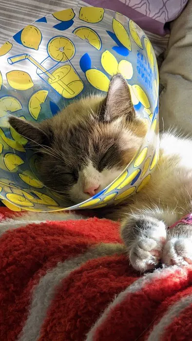 VCA Northeast Animal Hospital 6