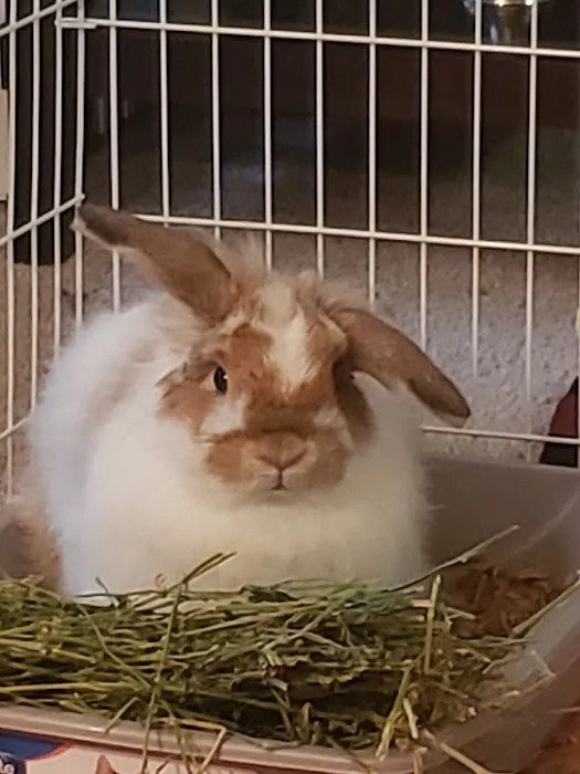 Animal Clinic, Inc. Grand Rapids 7