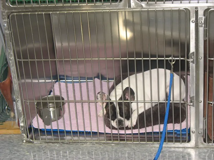 Kentwood Veterinary Clinic 2