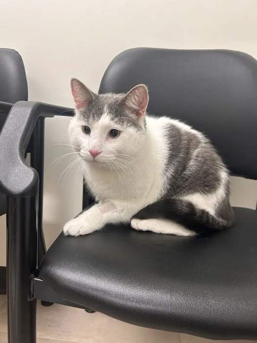 Wholehearted Veterinary Care 3