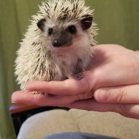 Blue Lake Animal Hospital ico