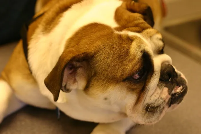 Blue Lake Animal Hospital 4
