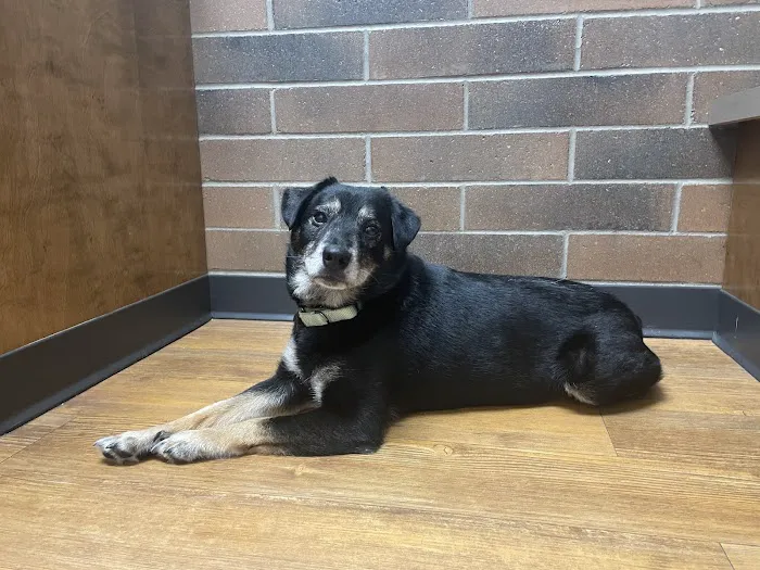 Blue Lake Animal Hospital 6