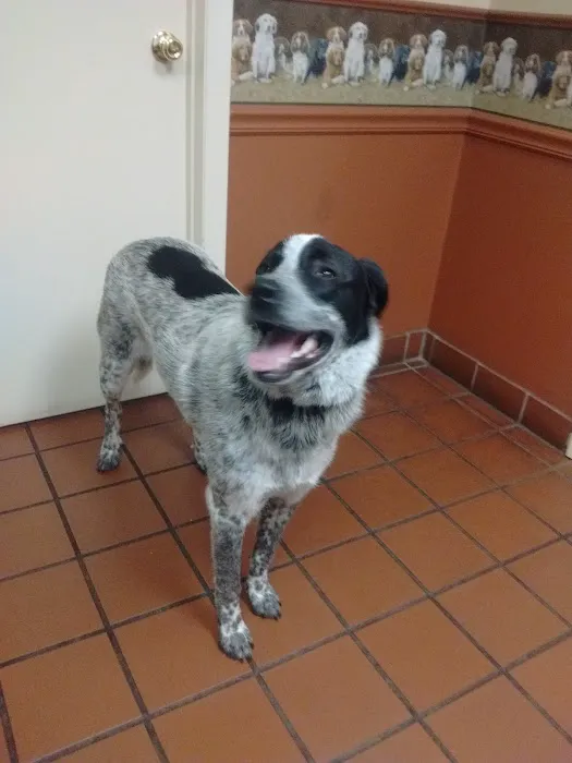 Coit Animal Clinic 5