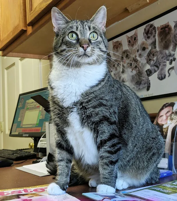 Coit Animal Clinic 2