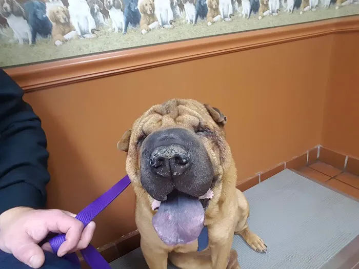 Coit Animal Clinic 3