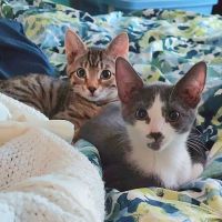 Coit Animal Clinic ico