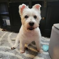Mitten Animal Clinic | M.A.C ico
