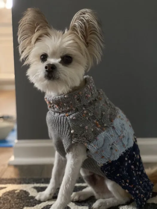 Mitten Animal Clinic | M.A.C 10