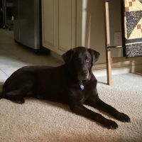 Forest Hills Veterinary Clinic ico
