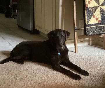 Forest Hills Veterinary Clinic