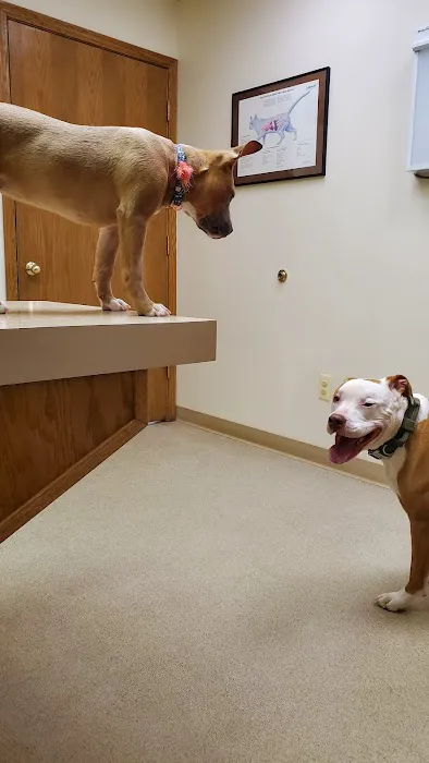 Animal Care Hospital 1