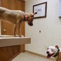 Animal Care Hospital ico