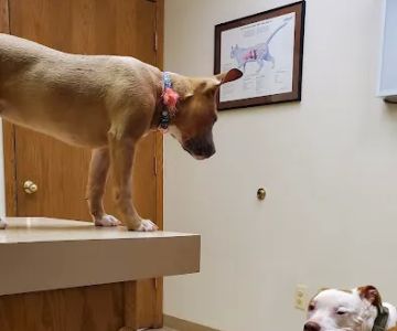 Animal Care Hospital