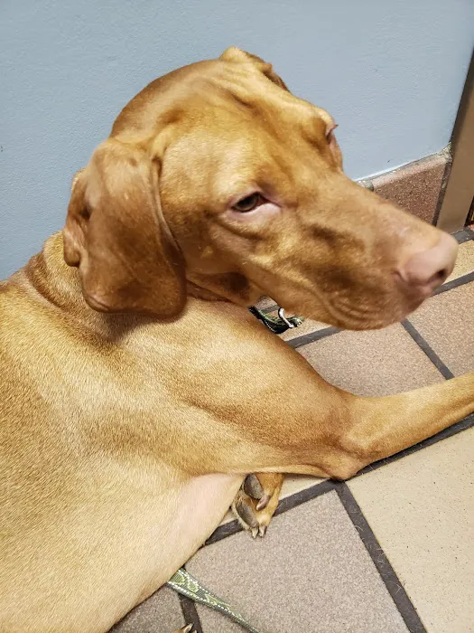 Great Lakes Hospital for Animals 6