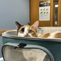 Great Lakes Hospital for Animals ico
