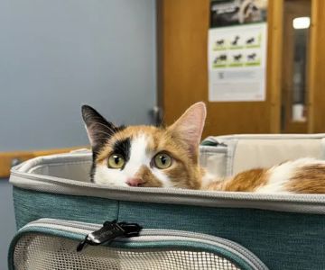 Great Lakes Hospital for Animals
