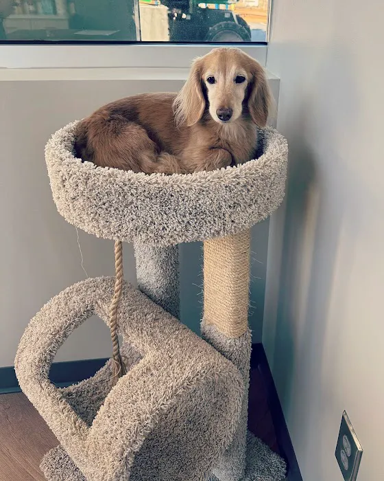 Paris Mountain Animal Hospital 1