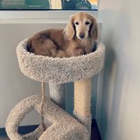Paris Mountain Animal Hospital ico