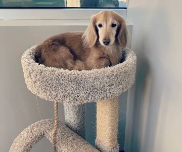 Paris Mountain Animal Hospital