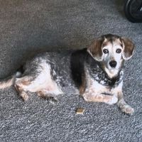 Giller Animal Hospital ico