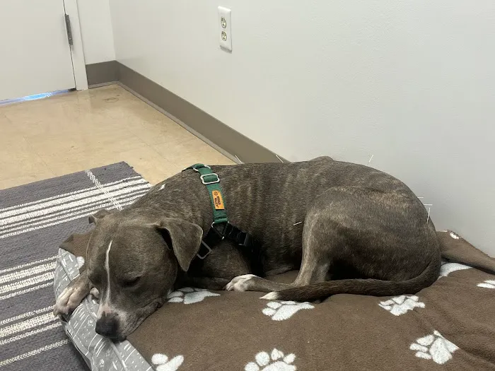 Copper’s Integrative Veterinary Care, LLC 3
