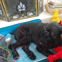 Copper’s Integrative Veterinary Care, LLC ico