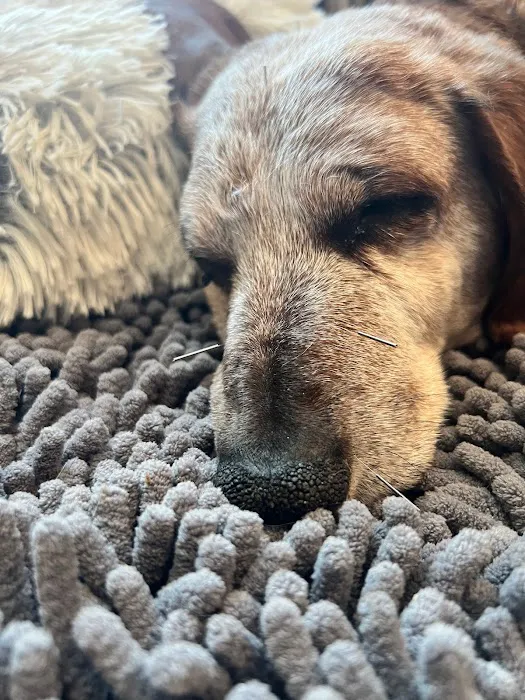 Copper’s Integrative Veterinary Care, LLC 10