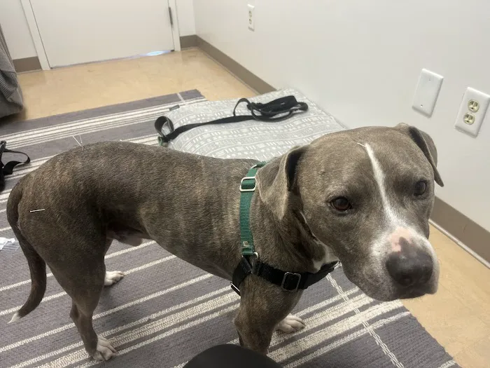 Copper’s Integrative Veterinary Care, LLC 2