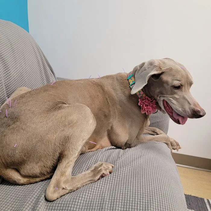 Copper’s Integrative Veterinary Care, LLC 5