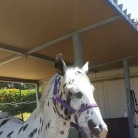 Sporthorse Veterinary Services ico