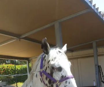 Sporthorse Veterinary Services