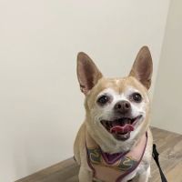 Vetco Total Care Animal Hospital ico