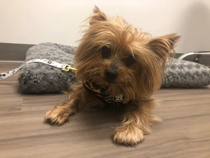 Del Norte Animal Hospital 4