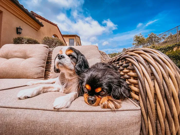 Del Norte Animal Hospital 8