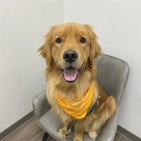 Del Norte Animal Hospital ico