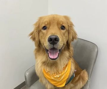 Del Norte Animal Hospital