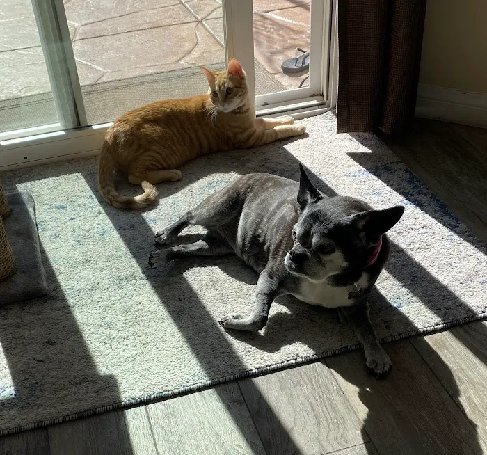 Del Norte Animal Hospital 7