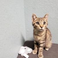 Pondview Veterinary Clinic ico