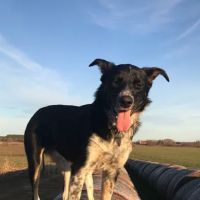 Whitewater Veterinary Hospital ico