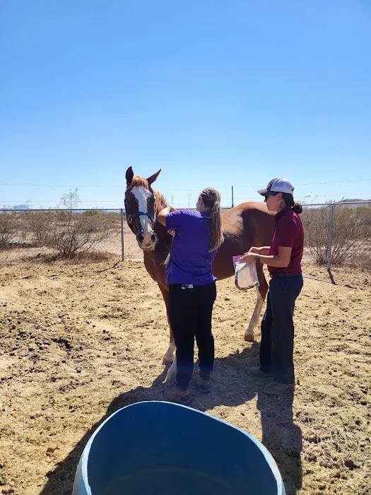 Durango Equine Veterinary Clinic 3