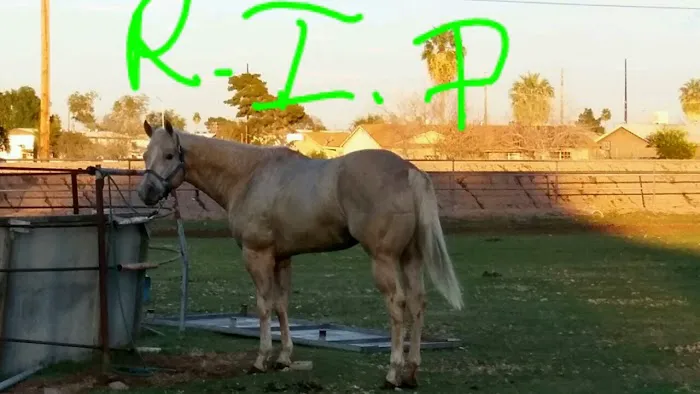 Durango Equine Veterinary Clinic 1