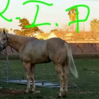 Durango Equine Veterinary Clinic ico