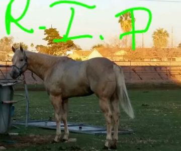 Durango Equine Veterinary Clinic