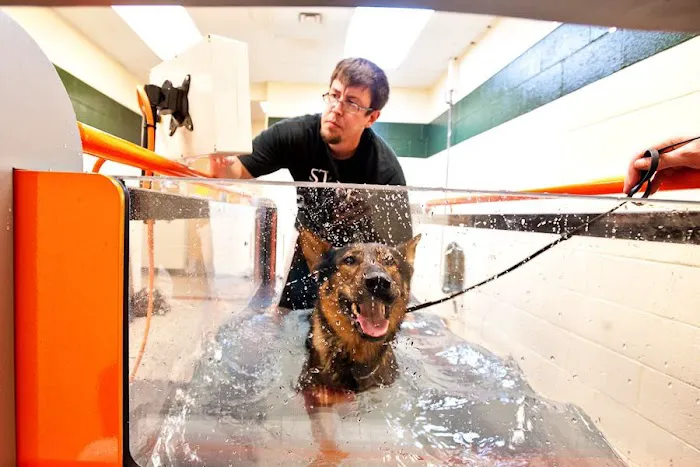 Greenbriar Veterinary Hospital, A Thrive Pet Healthcare Partner 8