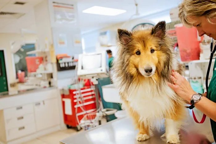 Greenbriar Veterinary Hospital, A Thrive Pet Healthcare Partner 1