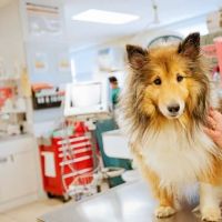 Greenbriar Veterinary Hospital, A Thrive Pet Healthcare Partner ico