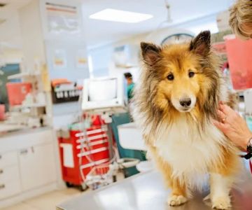Greenbriar Veterinary Hospital, A Thrive Pet Healthcare Partner
